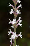 Carolina false vervain